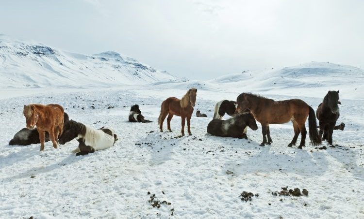 De gezondheidszorg als ecosysteem