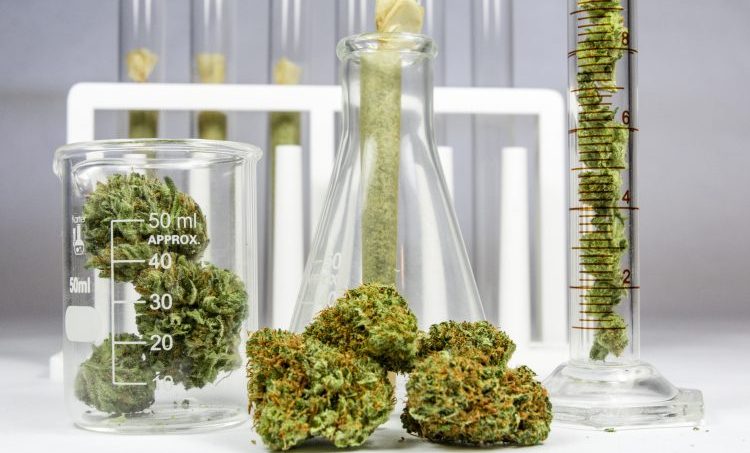 Grote variatie in samenstelling cannabisolie noopt tot regels
