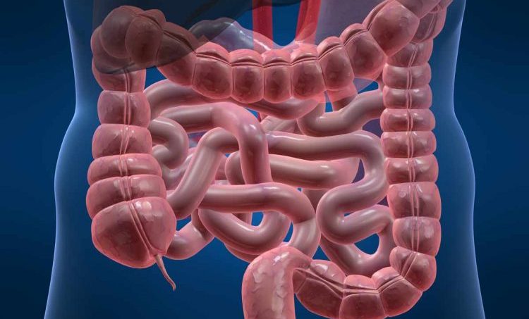 Van de darm naar de hersenen en weer terug: het belang van de microbiota bij viscerale pijn