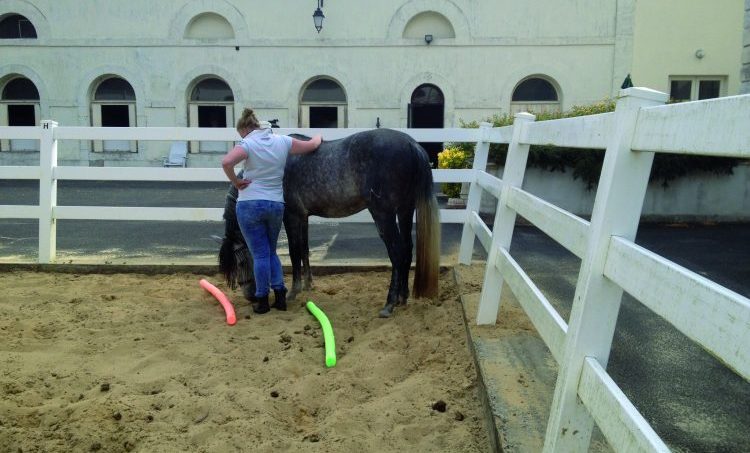 Reflexpunt: Coachen met behulp van paarden