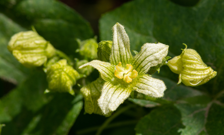 Effectiviteit van homeopathische middelen ter preventie van Covid-19