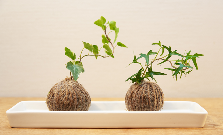         De luchtzuiverende werking van planten