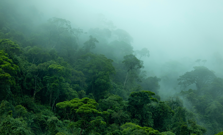 Wat is het effect van regenwoudgeluiden en witte ruis tijdens een kijkoperatie?